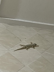 Hemidactylus platyurus