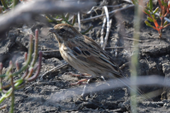 Emberiza schoeniclus