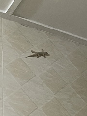 Hemidactylus platyurus