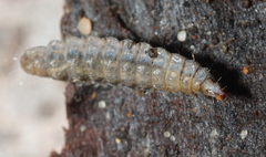 Stratiomyidae