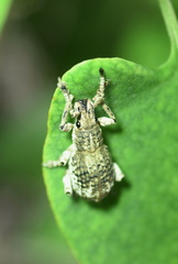 Episomus chinensis