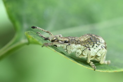 Episomus chinensis