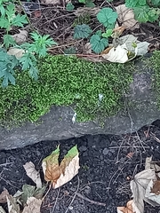 Brachythecium rivulare