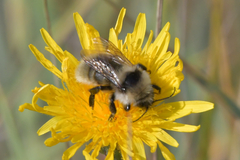 Bombus subterraneus