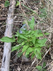 Symphytum officinale