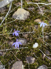 Cyanicula caerulea