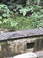 Varanus salvator macromaculatus