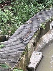 Varanus salvator macromaculatus