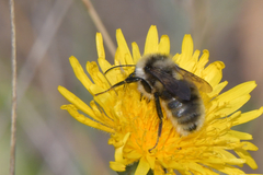 Bombus subterraneus