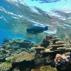 Chlorurus microrhinos