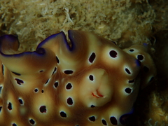 Hypselodoris tryoni