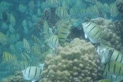 Acanthurus triostegus