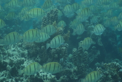 Acanthurus triostegus