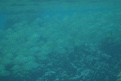 Acanthurus triostegus