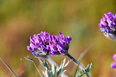 Oxytropis erecta