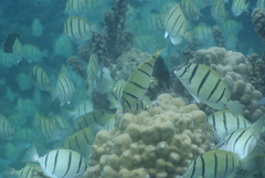 Acanthurus triostegus