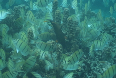Acanthurus triostegus