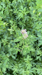 Trifolium pratense