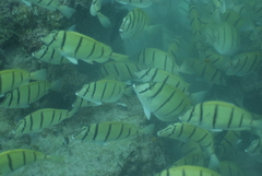 Acanthurus triostegus
