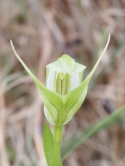 Pterostylis alpina