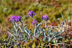 Oxytropis erecta