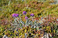 Oxytropis erecta