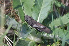 Psophus stridulus