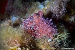 Callistoctopus macropus