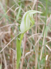 Pterostylis alpina