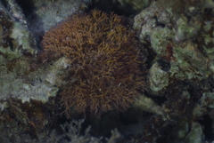 Rhodophyta