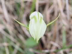Pterostylis alpina
