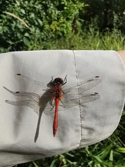 Sympetrum sanguineum