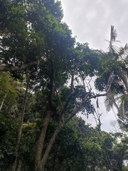 Planchonella australis