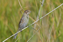 Emberiza schoeniclus