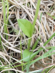 Pterostylis alpina