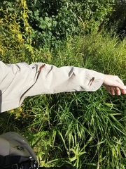 Sympetrum sanguineum