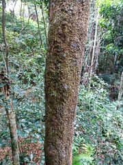 Planchonella australis
