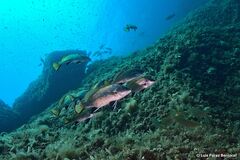 Sciaena umbra
