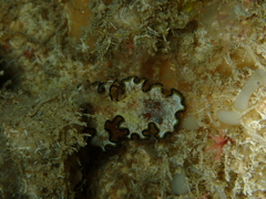 Glossodoris