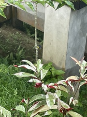 Anthreptes malacensis