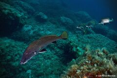 Sciaena umbra