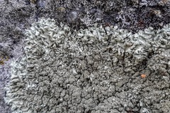 Lecanoromycetes