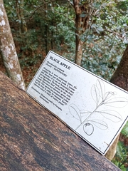 Planchonella australis