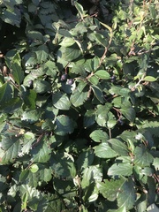 Cotoneaster lucidus