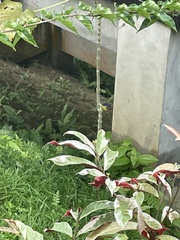 Anthreptes malacensis