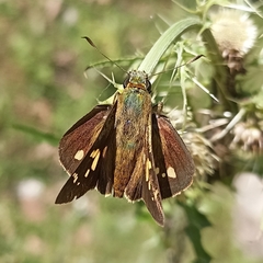 Polytremis eltola
