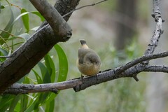 Acanthiza reguloides