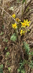 Jacobaea