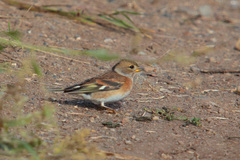 Fringilla montifringilla