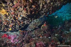 Epinephelus marginatus